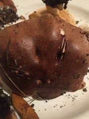 Suillellus amygdalinus