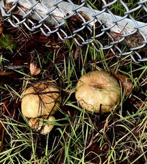 Caloboletus rubripes