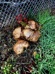 Caloboletus rubripes