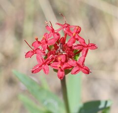 Pimelea punicea