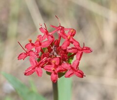 Pimelea punicea