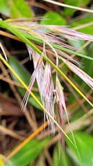 Chionochloa ovata