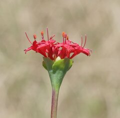 Pimelea punicea