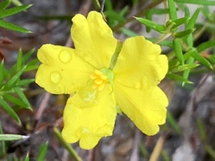 Hibbertia acicularis