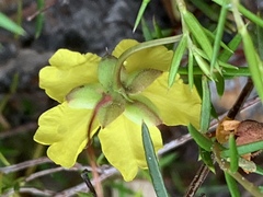 Hibbertia acicularis