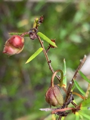 Hibbertia acicularis