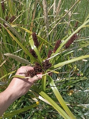Cyperus ustulatus