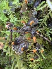 Peltigera neopolydactyla