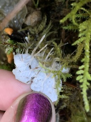 Peltigera neopolydactyla