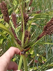 Cyperus ustulatus