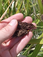 Cyperus ustulatus