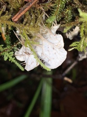 Peltigera neopolydactyla