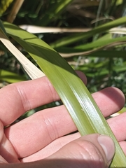 Cyperus ustulatus
