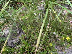 Hibbertia acicularis