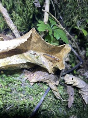 Thelyphassa lineata