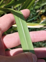 Cyperus ustulatus