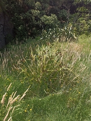 Cyperus ustulatus