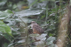 Campylorhynchus zonatus