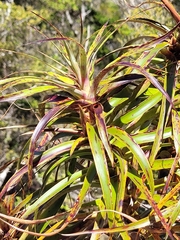 Dracophyllum traversii