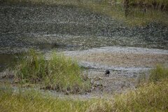 Fulica ardesiaca