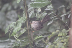 Campylorhynchus zonatus