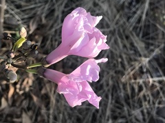 Ipomoea carnea fistulosa