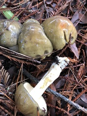 Suillus pungens
