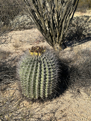 Ferocactus emoryi