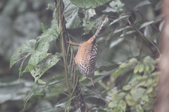 Campylorhynchus zonatus