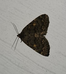 Idia diminuendis