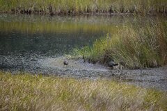 Fulica ardesiaca