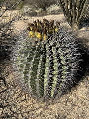 Ferocactus emoryi
