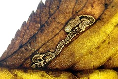 Stigmella ulmivora