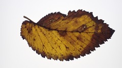 Stigmella ulmivora