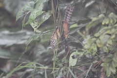 Campylorhynchus zonatus