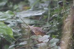 Campylorhynchus zonatus