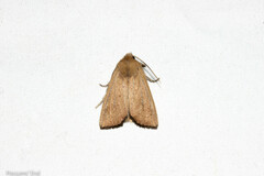 Ichneutica blenheimensis