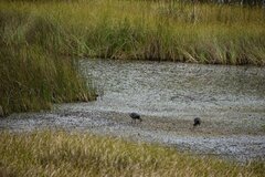 Fulica ardesiaca