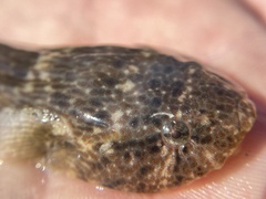 Gobiesox strumosus