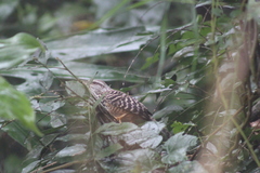 Campylorhynchus zonatus