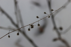 Circaea canadensis