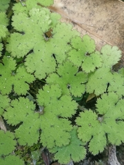 Hydrocotyle elongata