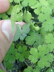 Hydrocotyle elongata