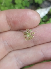 Hydrocotyle elongata