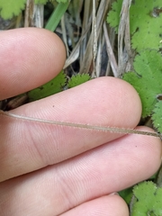 Hydrocotyle elongata