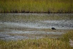 Fulica ardesiaca