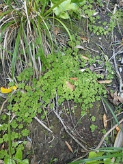 Hydrocotyle elongata