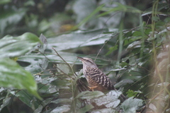 Campylorhynchus zonatus