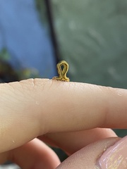 Neoterpes edwardsata