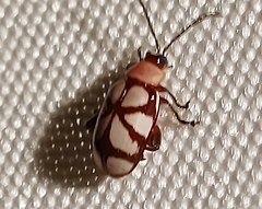 Omophoita magniguttis